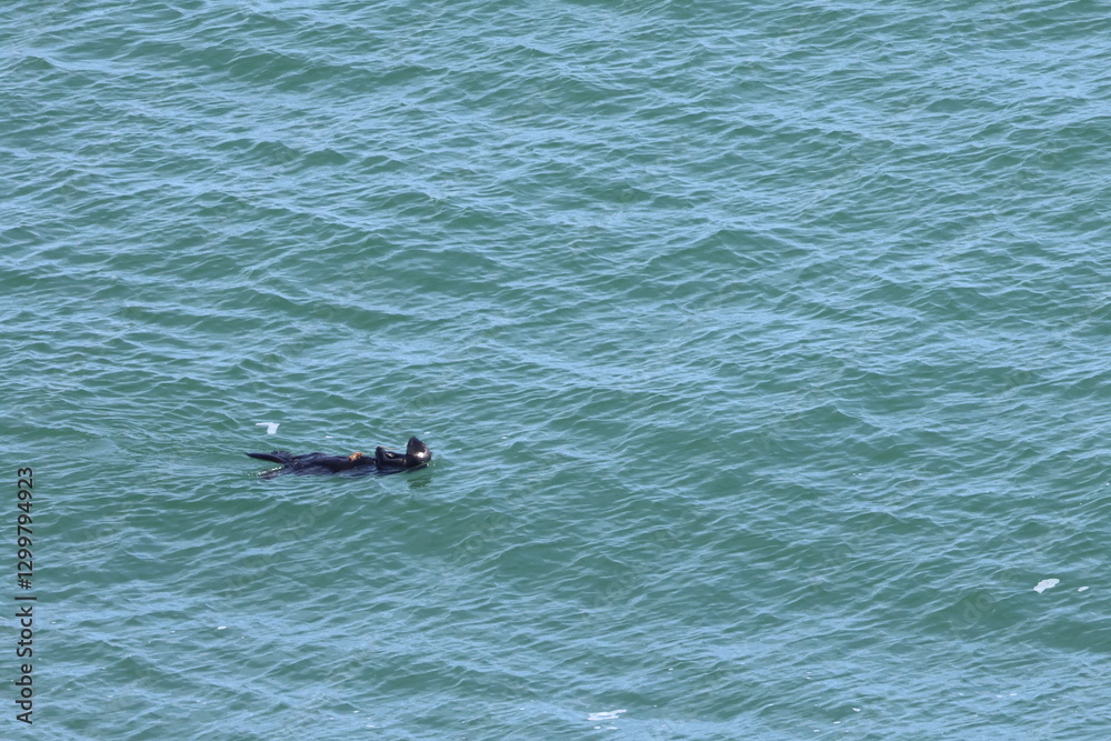 Fototapeta premium sea otter