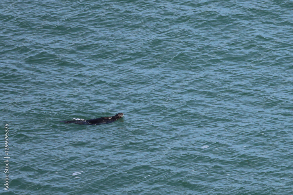 Fototapeta premium sea otter