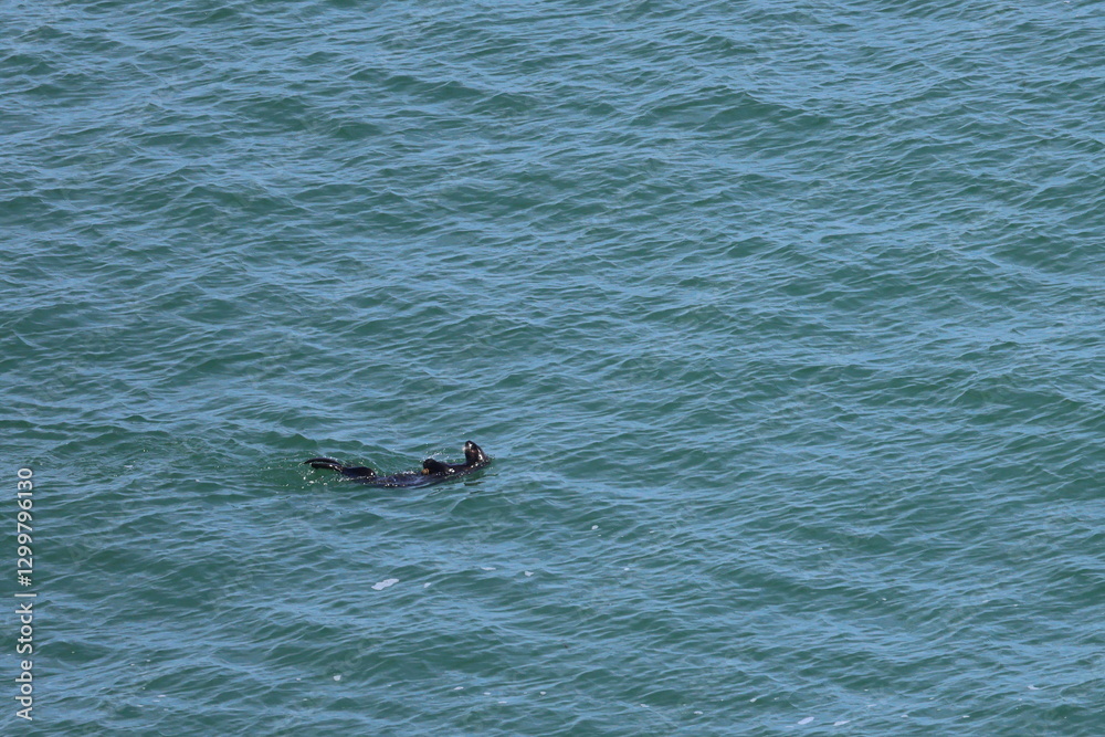 Obraz premium sea otter