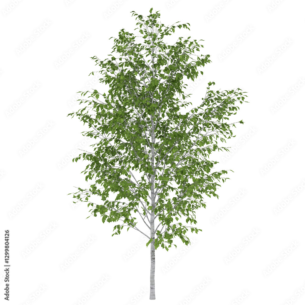 Obraz premium tree isolated on white background