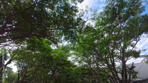 Sunlight Through Tree Branches


