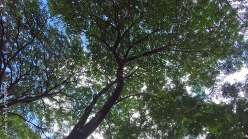 Sunlight Through Tree Branches

