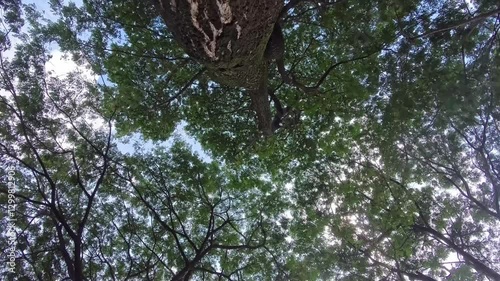 Looking Up at a Tree Canopy