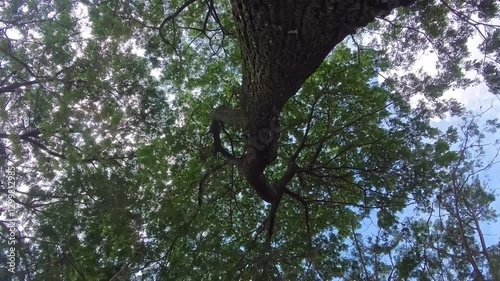 Looking Up at a Tree Canopy