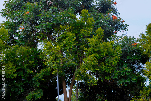 Variety of lush green trees with some orange flowers, creating a vibrant and natural scene in a tropical park garden. photo