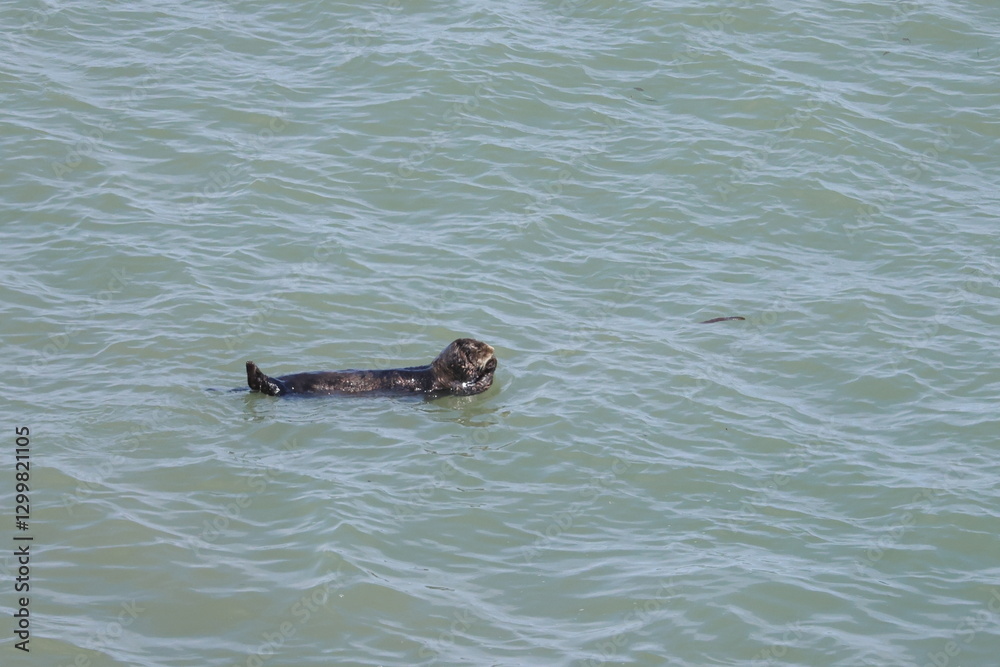 Fototapeta premium sea otter