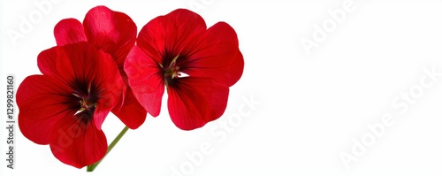 Vivid Red Geranium Blossoms on White Backdrop Exuding Graceful Floral Presentation
