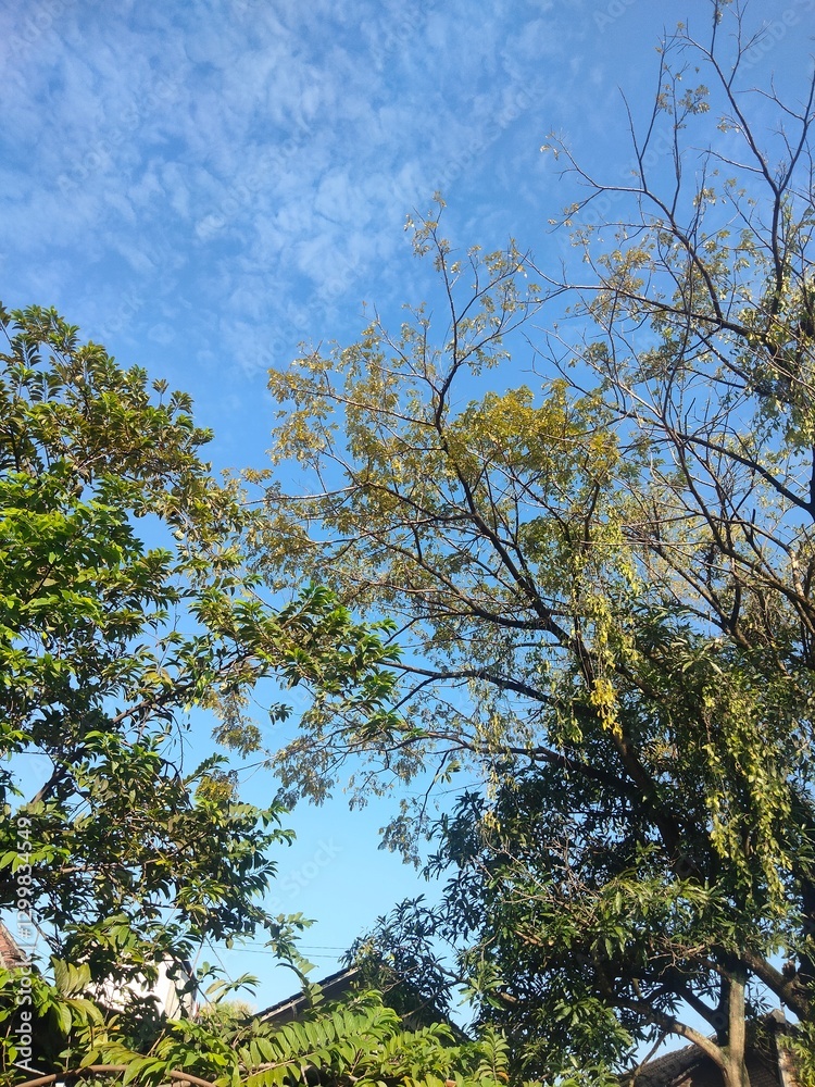 Obraz premium trees and sky