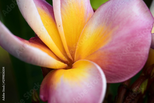 Tropical shine: the delicacy of frangipani