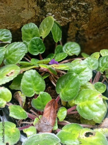 Wallpaper Mural frog in the pond Torontodigital.ca