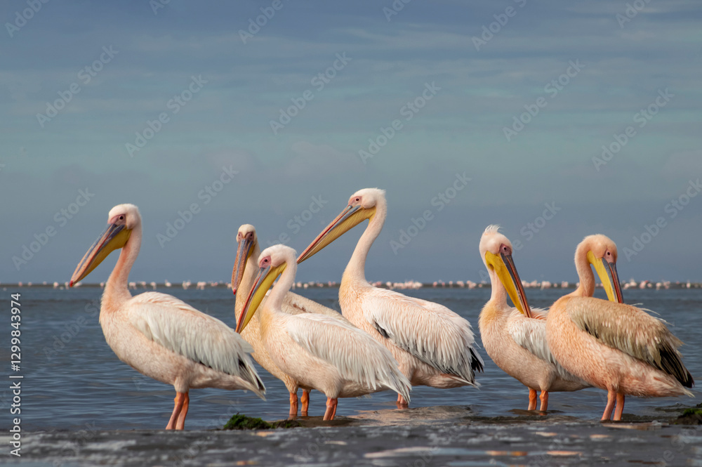 Great African pelicans standing on the shore of the Atlantic Ocean against a vibrant sky. A stunning wildlife scene capturing the beauty of nature and coastal birds Great African pelicans standing on the shore of the Atlantic Ocean against a vibrant sky. A stunning wildlife scene capturing the beauty of nature and coastal birds