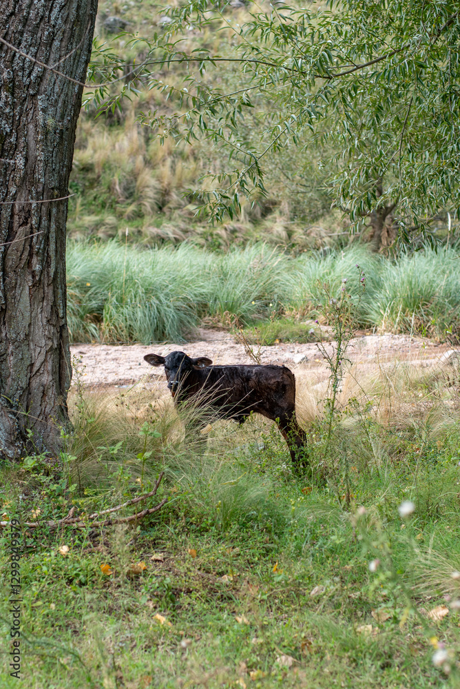 VACA VACA