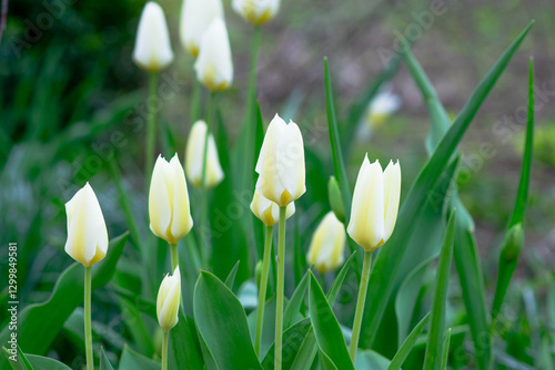 Tulip flower with green leaf background in tulip field at winter or spring day for postcard beauty decoration and agriculture concept design. High quality photo