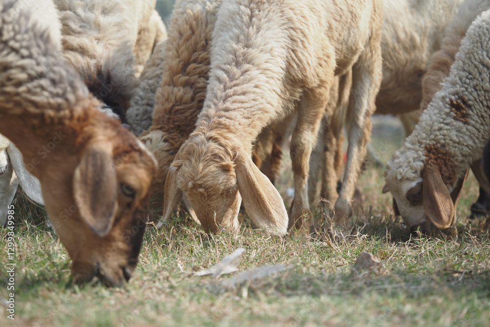Fototapeta premium Sheep and goats grazing in a lush green field during daylight
