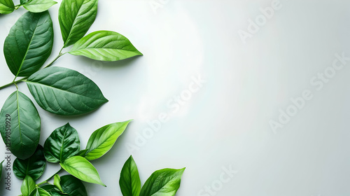 Lush green leaves arranged artistically on a light background, creating a serene and fresh atmosphere