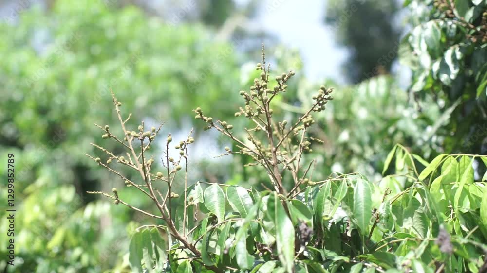 Unripe Small Fruits Clustered on a Tree – Natural Growth Process Unripe Small Fruits Clustered on a Tree – Natural Growth Process