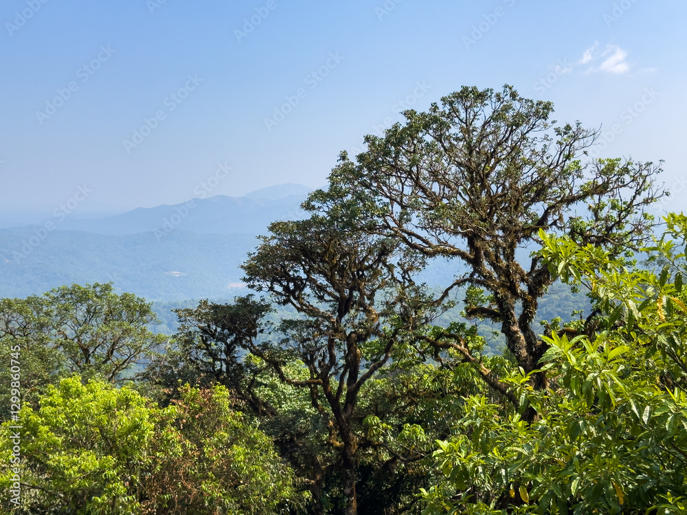 Scenic view of the landscape along the Talakaveri which is considered to be the source of the river Kaveri , Kodagu district, Karnataka Scenic view of the landscape along the Talakaveri which is considered to be the source of the river Kaveri , Kodagu district, Karnataka