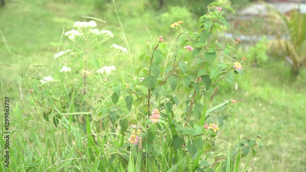 Colorful Wildflowers on a Mountain Slope in 4K Ultra HD