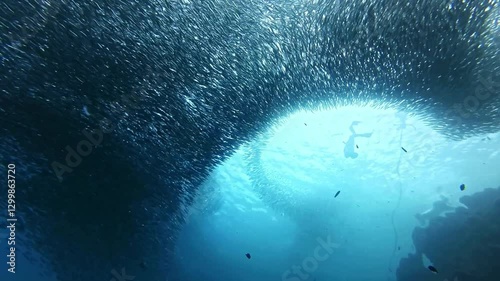 School of sardines in Moalboal, Cebu Island, Philippines. sardine run, snorkeling and scuba diving tourist destination. 
