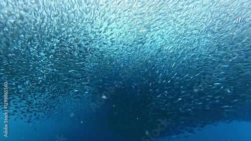 School of sardines in Moalboal, Cebu Island, Philippines. sardine run, snorkeling and scuba diving tourist destination. 
