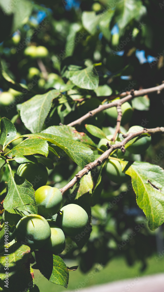 Fototapeta premium Green greengages plums fruit on a tree central otago orchards summer
