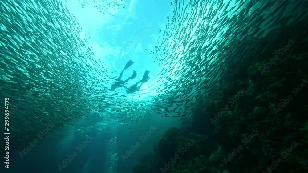School of sardines in Moalboal, Cebu Island, Philippines. sardine run, snorkeling and scuba diving tourist destination. 