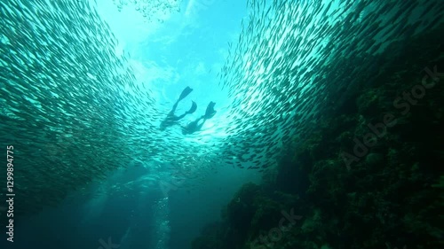 School of sardines in Moalboal, Cebu Island, Philippines. sardine run, snorkeling and scuba diving tourist destination. 