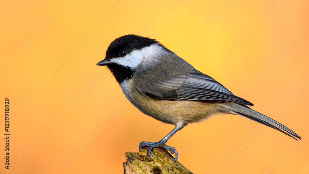 Fototapeta premium Carolina Chickadee perched in front of gorgeous fall colors