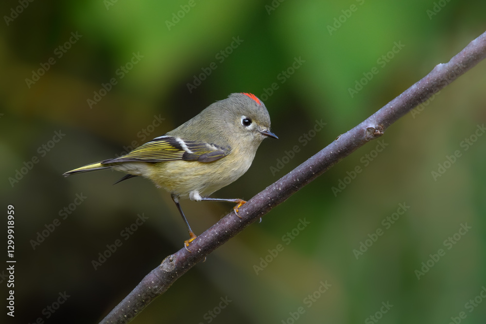 Fototapeta premium Ruby-crowned Kinglet