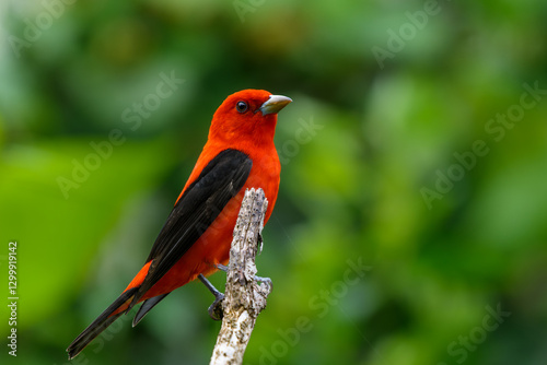 Scarlet Tanager photo