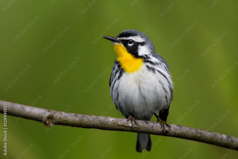 Yellow-throated Warbler perched on a branch Yellow-throated Warbler perched on a branch