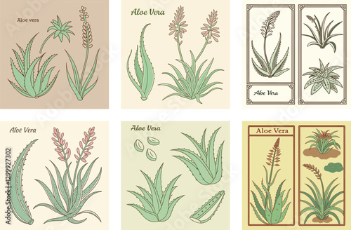 Vintage Botanical Vector Illustration of Aloe Vera Plant with Detailed Anatomy and Traditional Medicinal Uses  set bundle