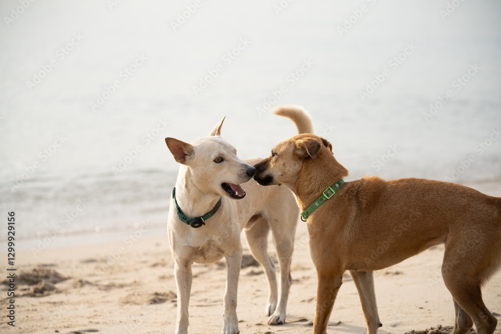 Dogs enjoying a playful moment by the beach during the sunny afternoon Dogs enjoying a playful moment by the beach during the sunny afternoon