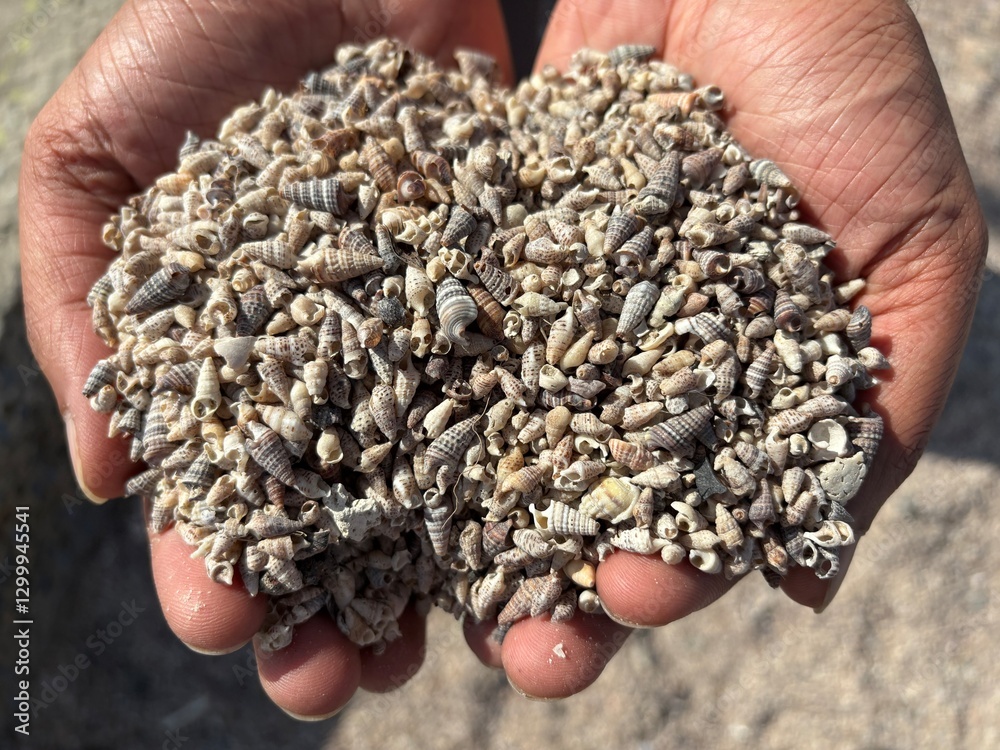 Small sea shells holding in the hand on a natural light on outdoor Small sea shells holding in the hand on a natural light on outdoor