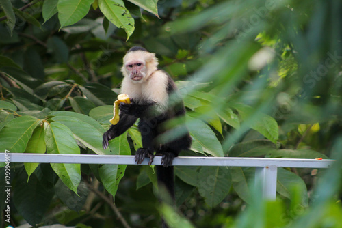 Canvas Print Capuchin monkey enjoying a banana