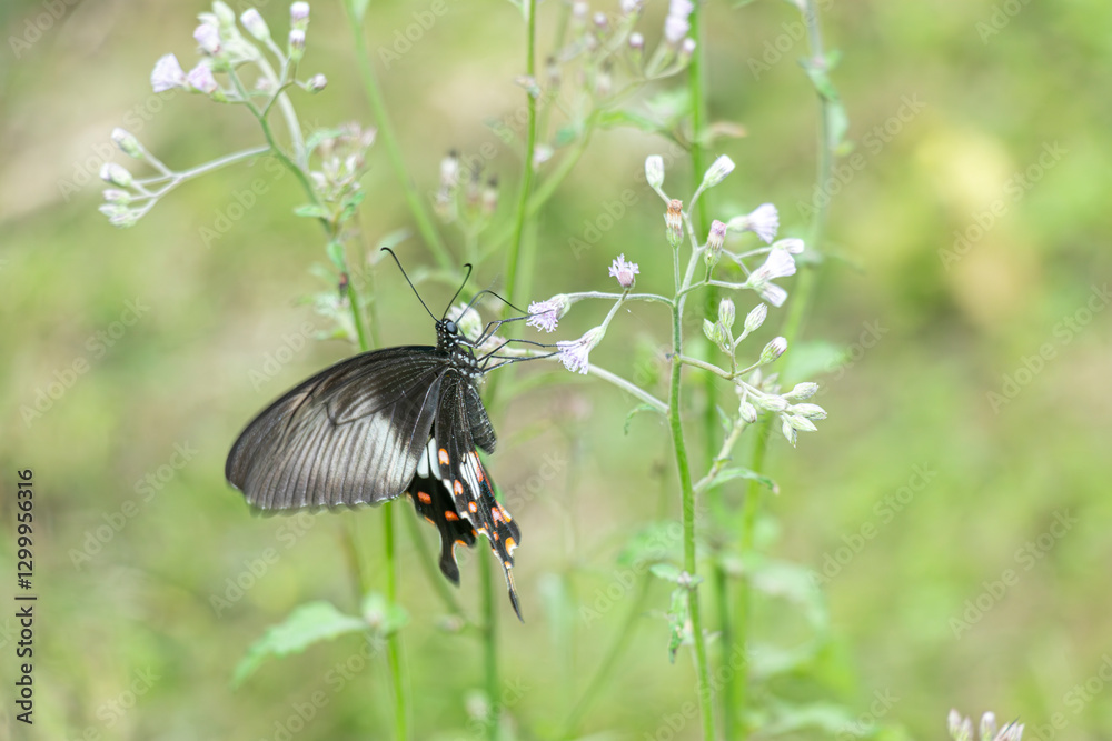 Fototapeta premium The butterfly is collecting nectar from a wild purple flower called Blue Mist