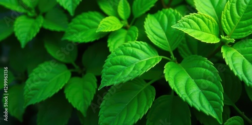 Lush green foliage, vibrant leaves, natural background, habitat, setting, spring