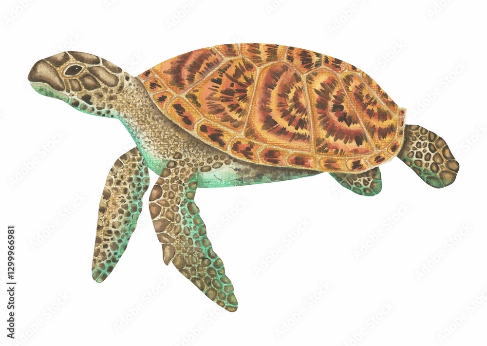 Fototapeta premium Turtle realistic watercolor art