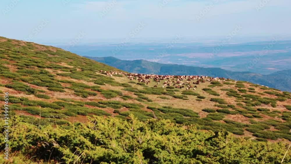 A flock of sheep up on a hill in the mountains A flock of sheep up on a hill in the mountains
