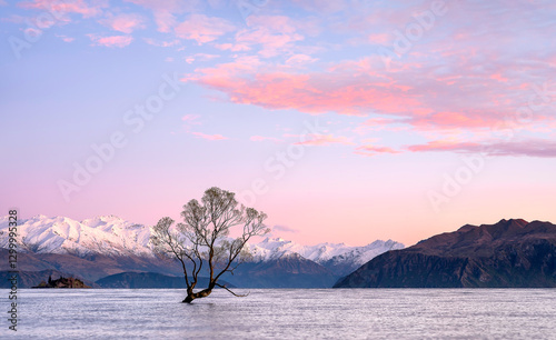 Wanaka That Wanaka tree at sunrise .snow mountain Wanaka New Zealand
