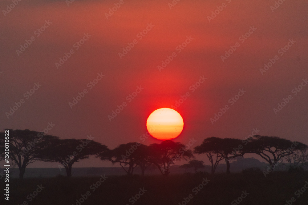 Telephoto of a sunrise over the Serengeti, Tanzania Telephoto of a sunrise over the Serengeti, Tanzania