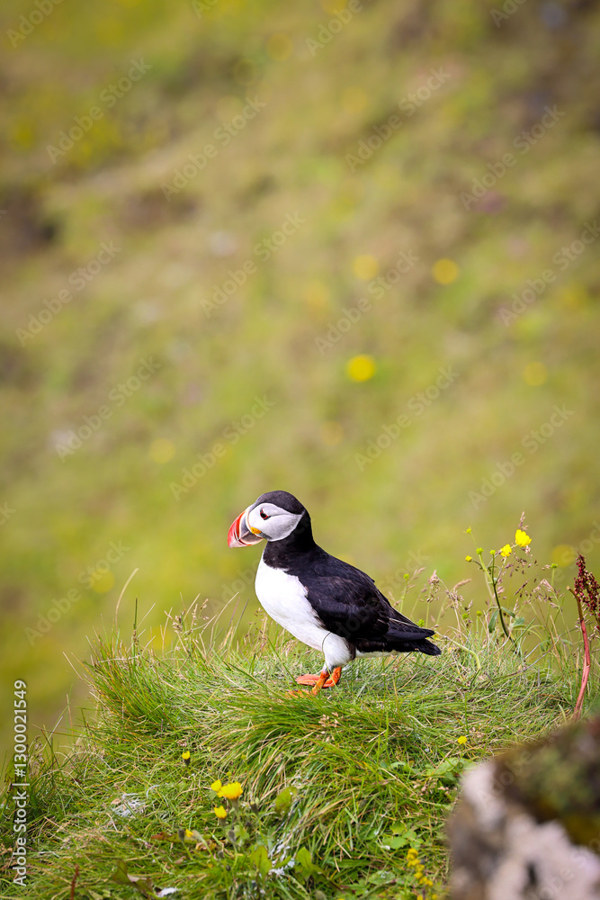 Fototapeta premium atlantic puffin or common puffin