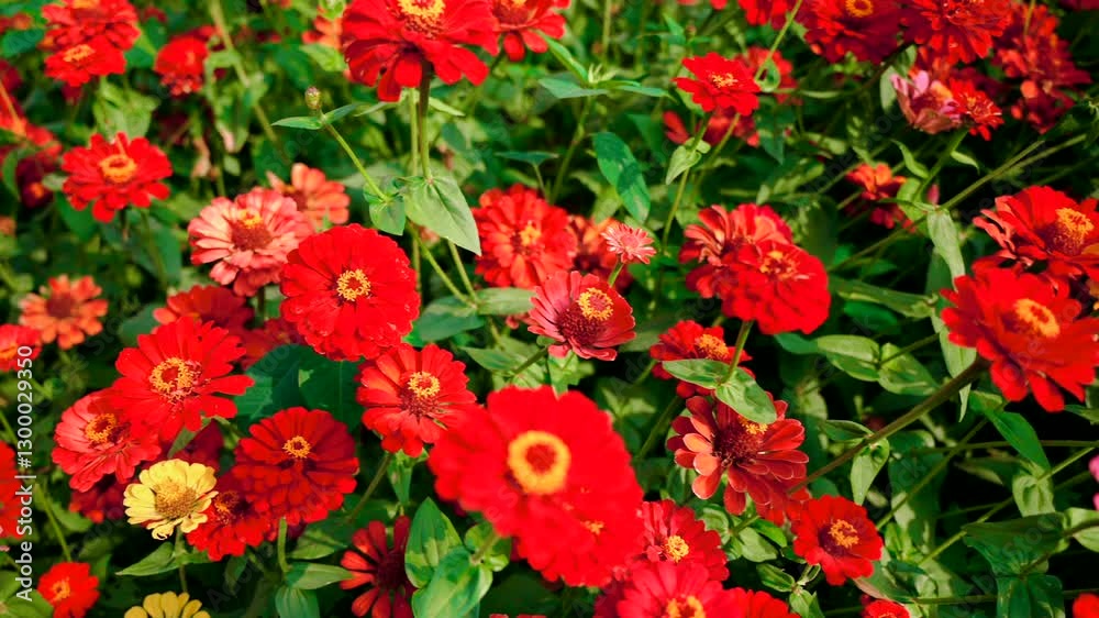 Close up of fluffy multicolored zinnias grow in summer under sunlight Close up of fluffy multicolored zinnias grow in summer under sunlight