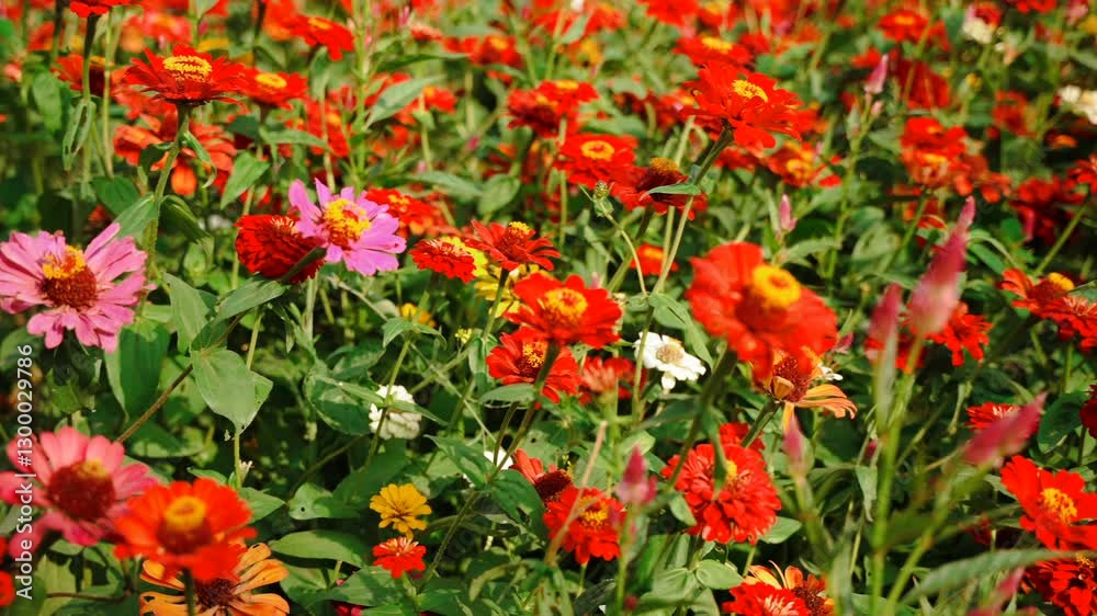 Countless multicolored flowers bloom under sun on summer day Countless multicolored flowers bloom under sun on summer day