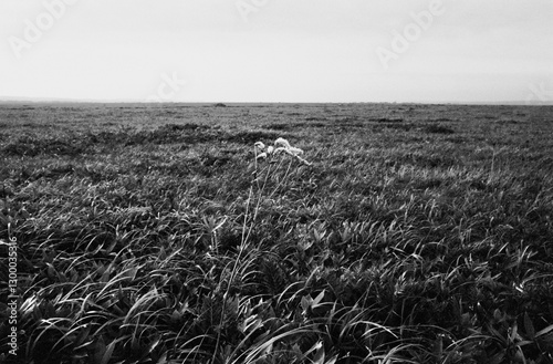 地平線の見える風景　サロベツ原野　白黒フィルム画像