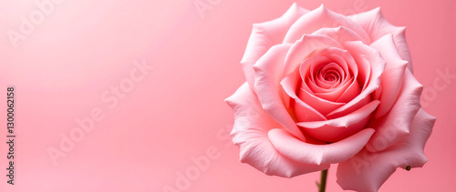 Elegant Rose on a Delicate Powdery Pink Background: Perfect for Love-Themed Banners and Backdrops.Valentine's Day, Mother's Day, Women's Day.

