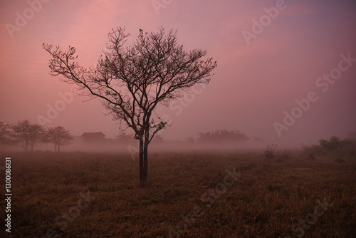 Wallpaper Mural Trees in the meadow, beautiful morning light Torontodigital.ca