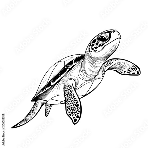 turtle on white background