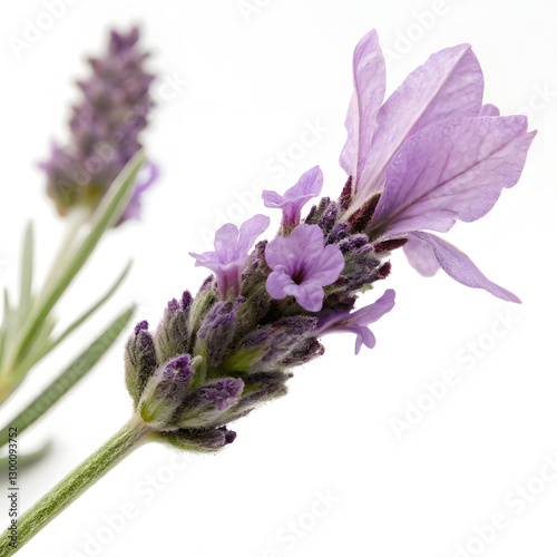 Close-up of a vibrant lavender flower sprig