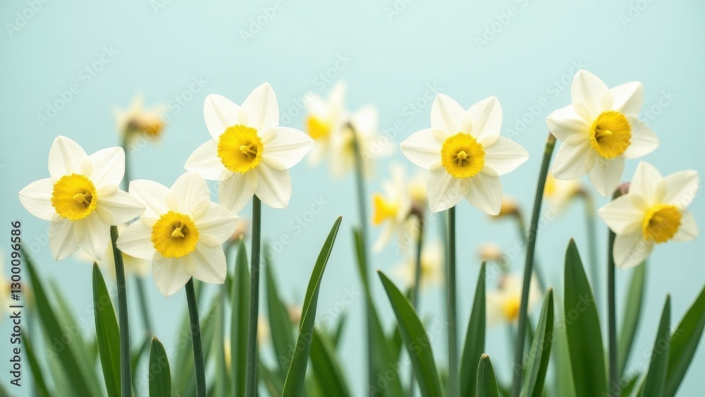 White daffodils with yellow centers in full bloom against a light blue background White daffodils with yellow centers in full bloom against a light blue background